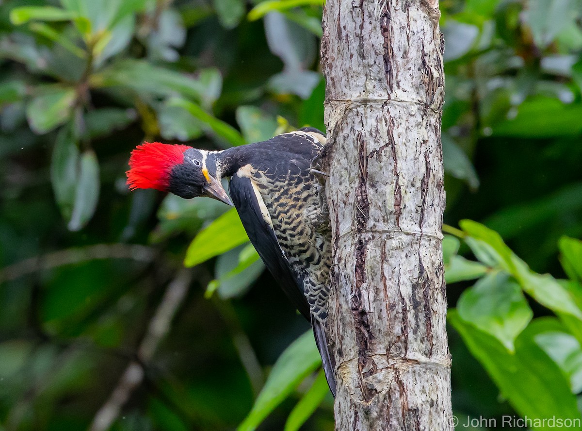 Lineated Woodpecker - John Richardson