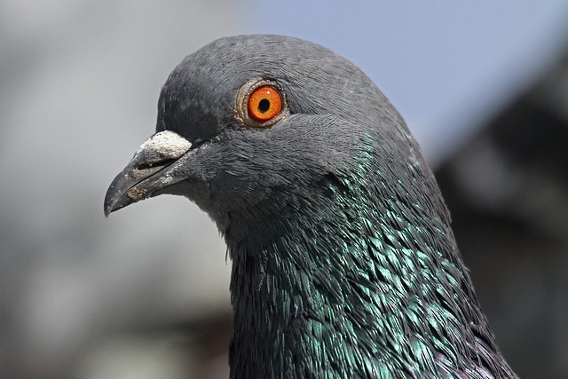 Pigeon biset (forme domestique) - ML47087101