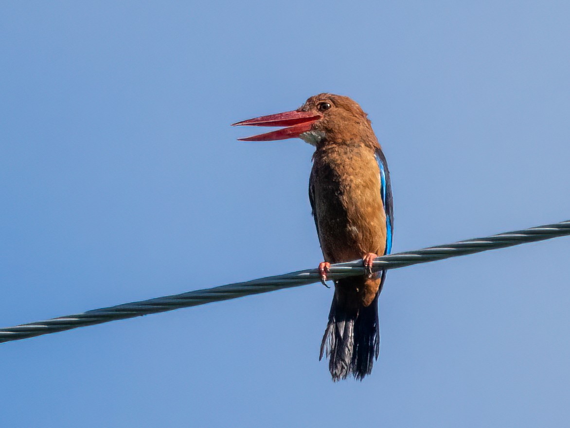 Brown-breasted Kingfisher - ML470876911