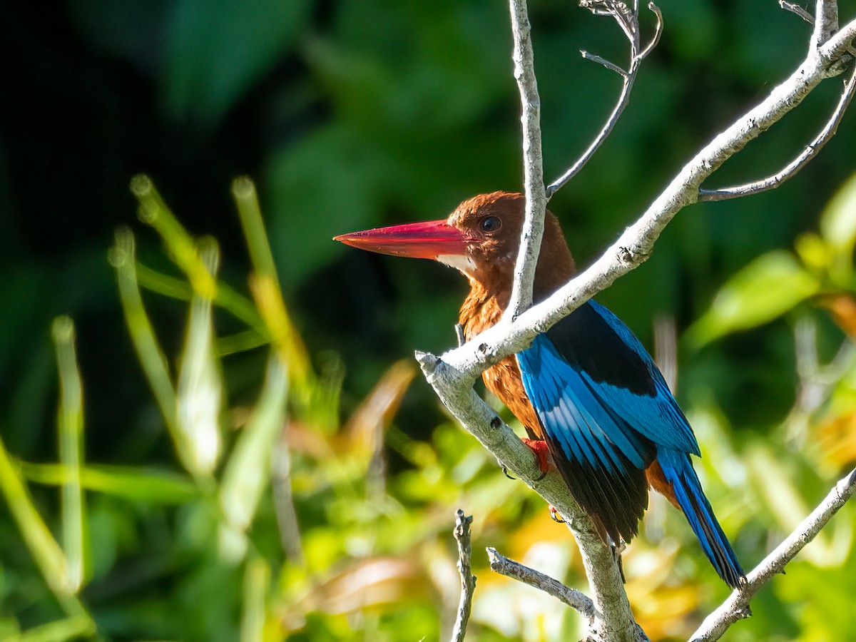 Brown-breasted Kingfisher - ML470876951