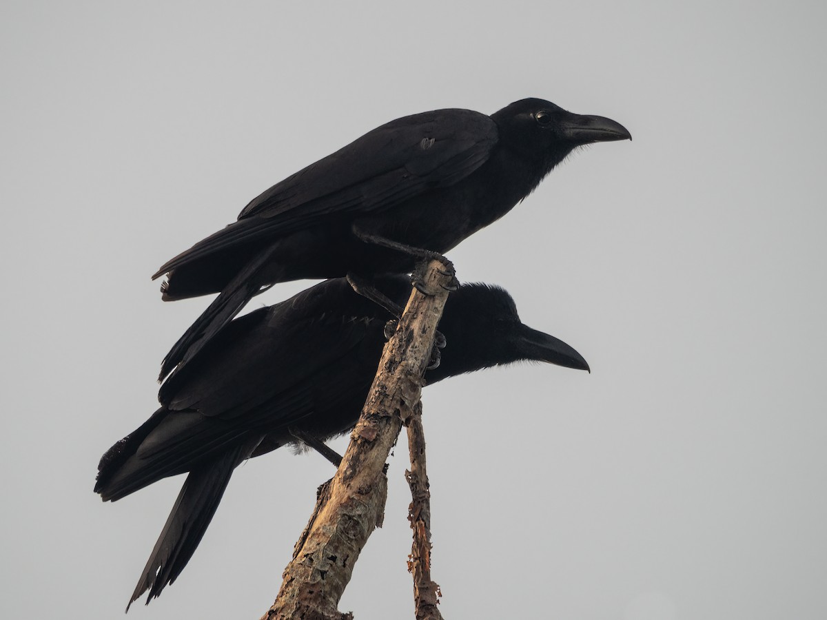 Large-billed Crow (Large-billed) - ML470877101