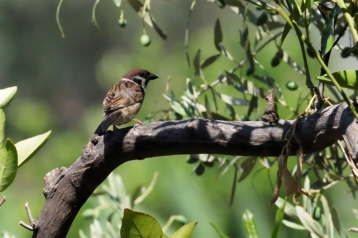 Eurasian Tree Sparrow - ML470877531
