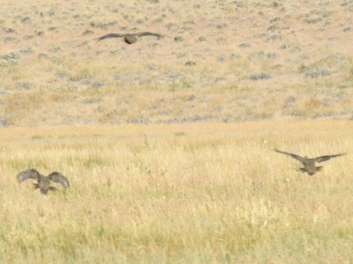 Greater Sage-Grouse - ML470878811