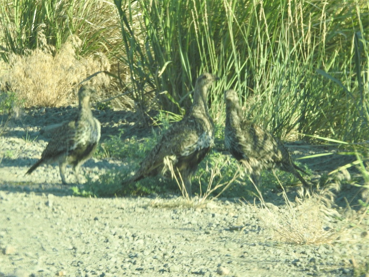 Greater Sage-Grouse - ML470878841