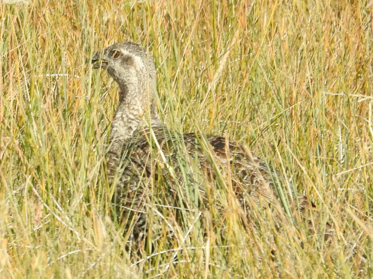 Greater Sage-Grouse - ML470878851