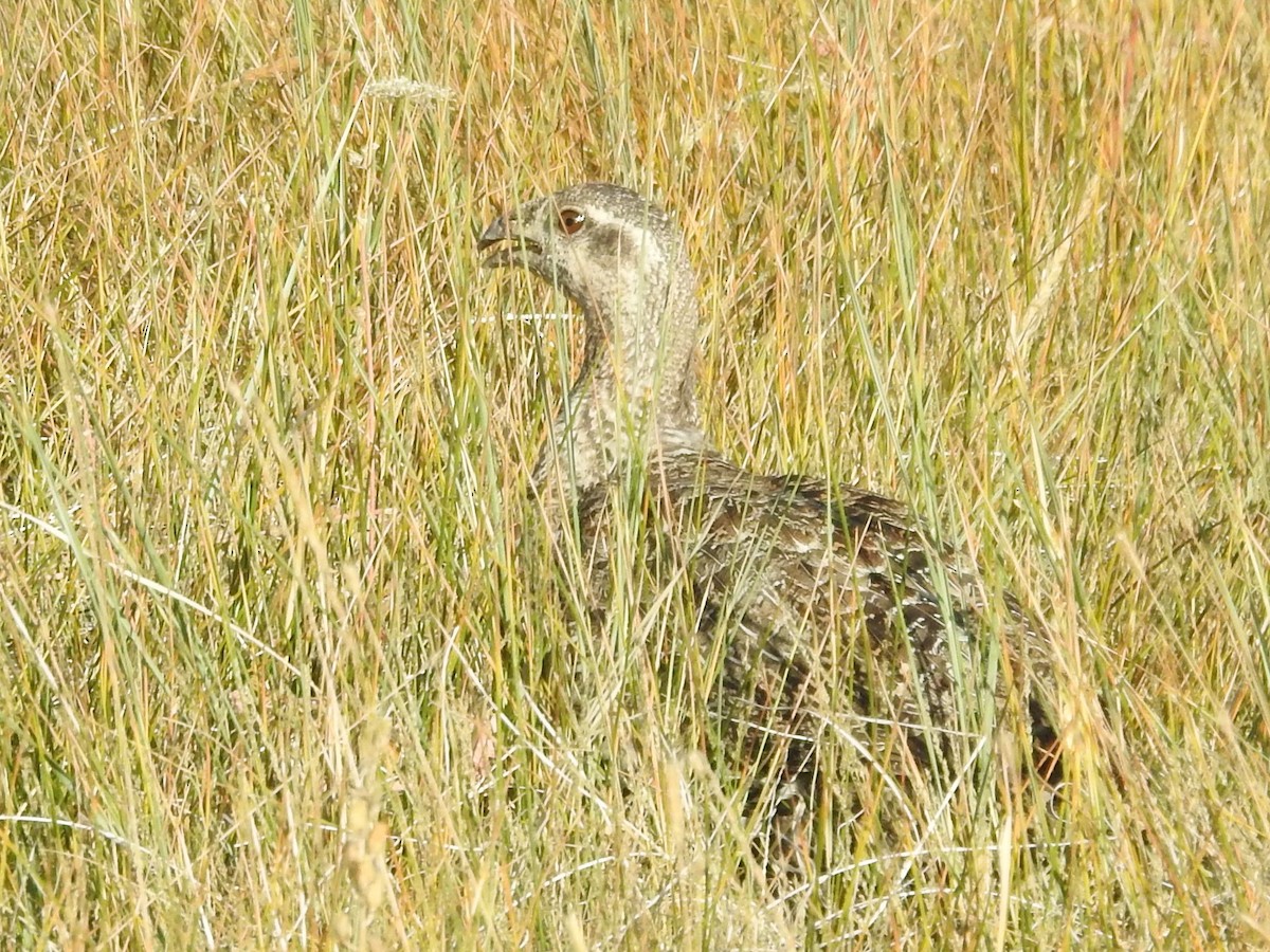 Greater Sage-Grouse - ML470878861