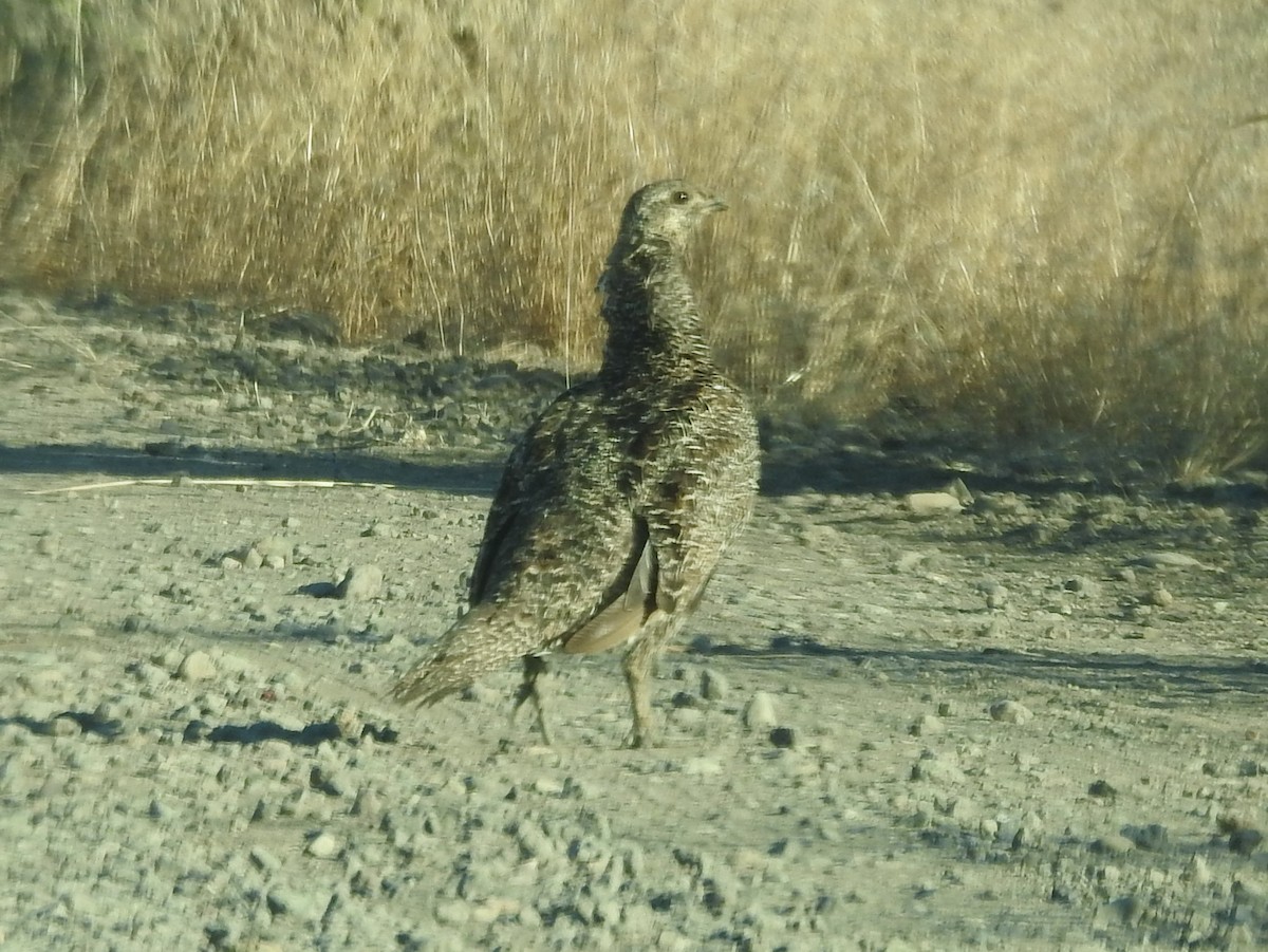 Greater Sage-Grouse - ML470878871
