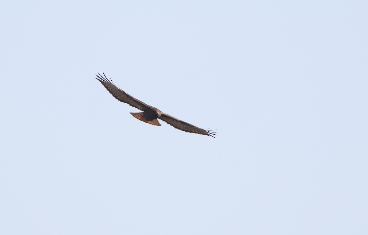 Red-tailed Hawk (kemsiesi/hadropus) - ML470878901