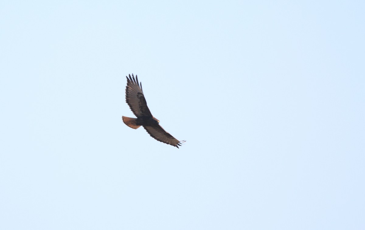 Red-tailed Hawk (kemsiesi/hadropus) - ML470878941