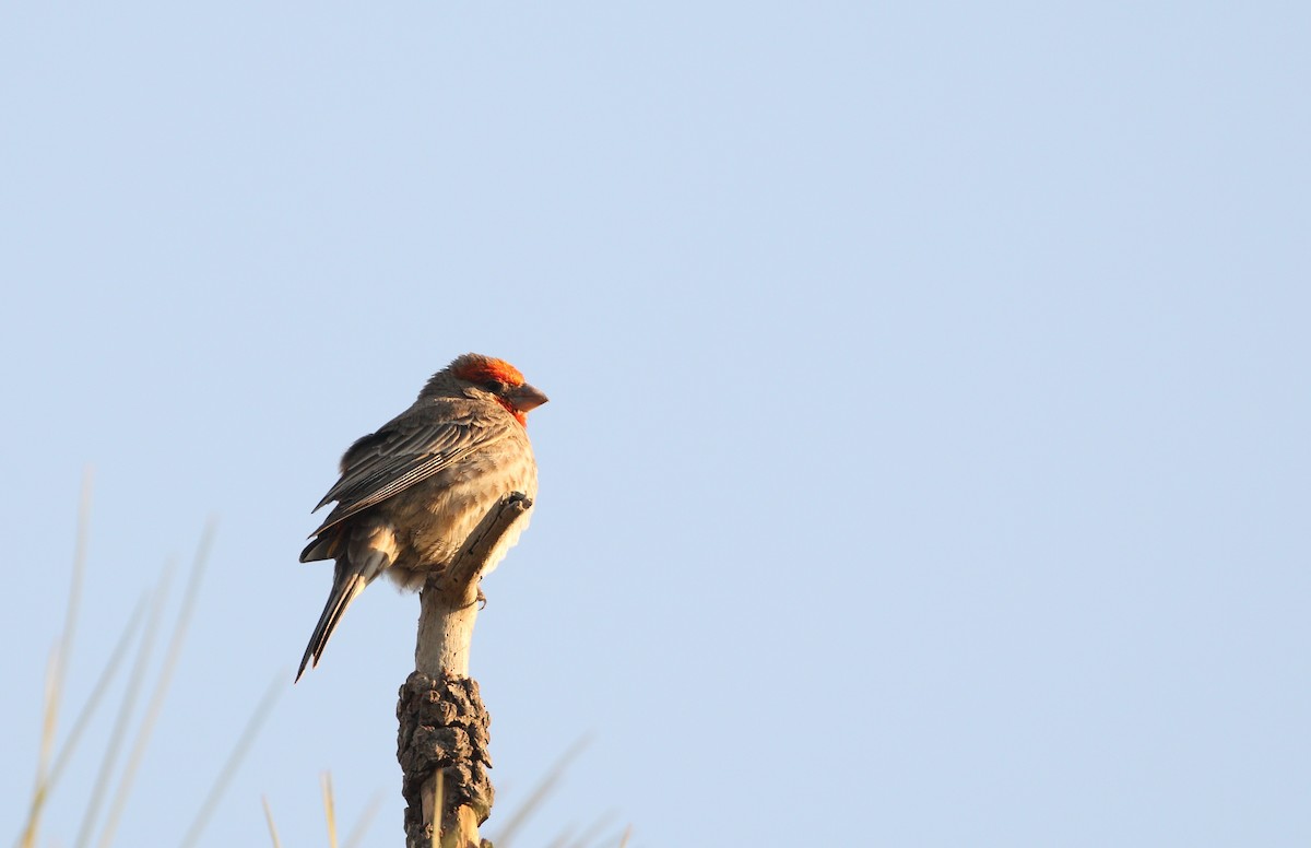 House Finch (Common) - ML470879511