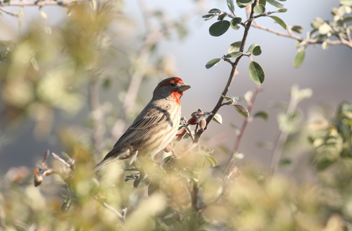 House Finch (Common) - ML470879521