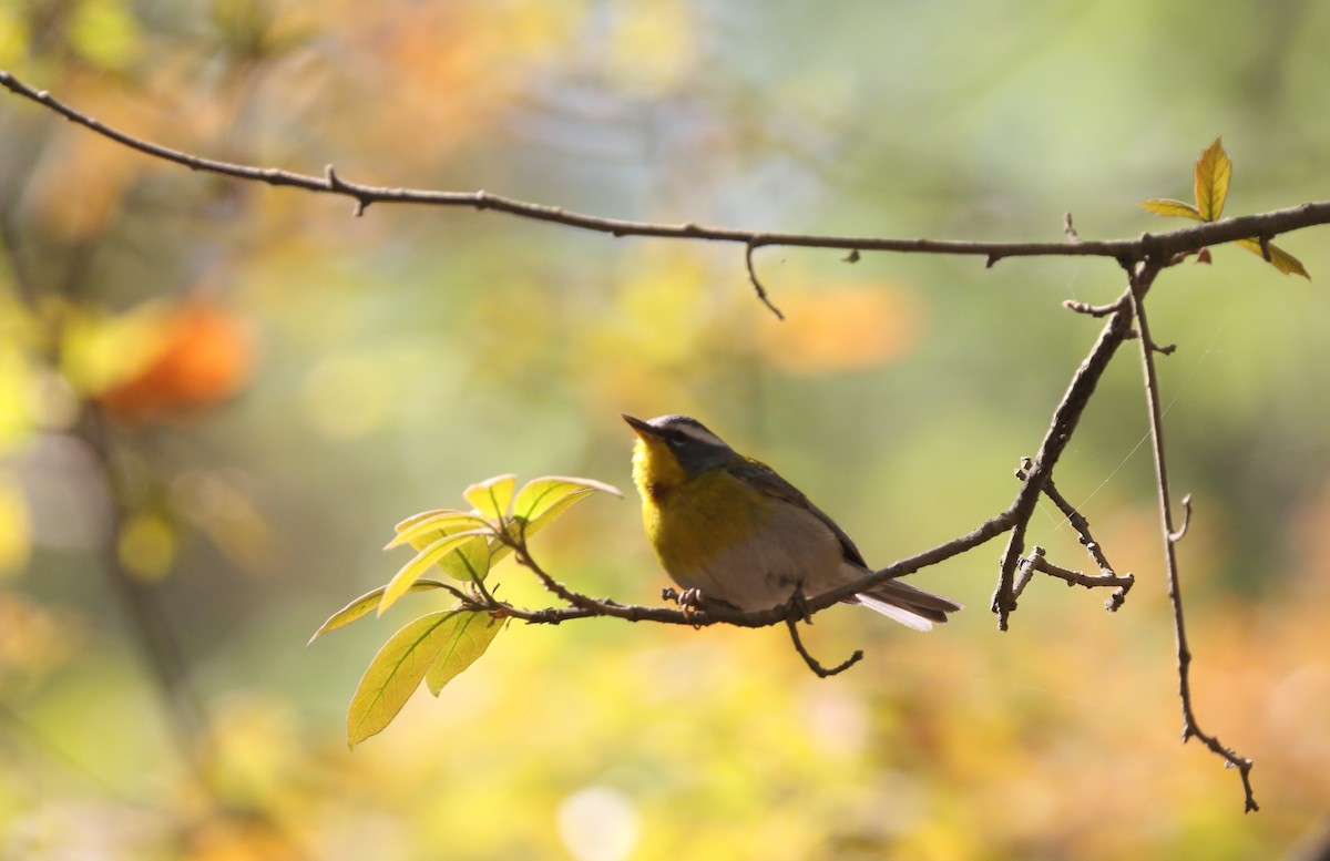 Crescent-chested Warbler - ML470879841