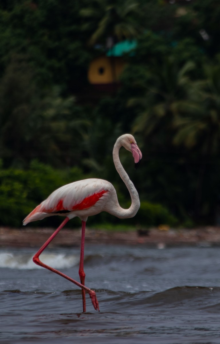 Greater Flamingo - Vikrant Prabhulkar