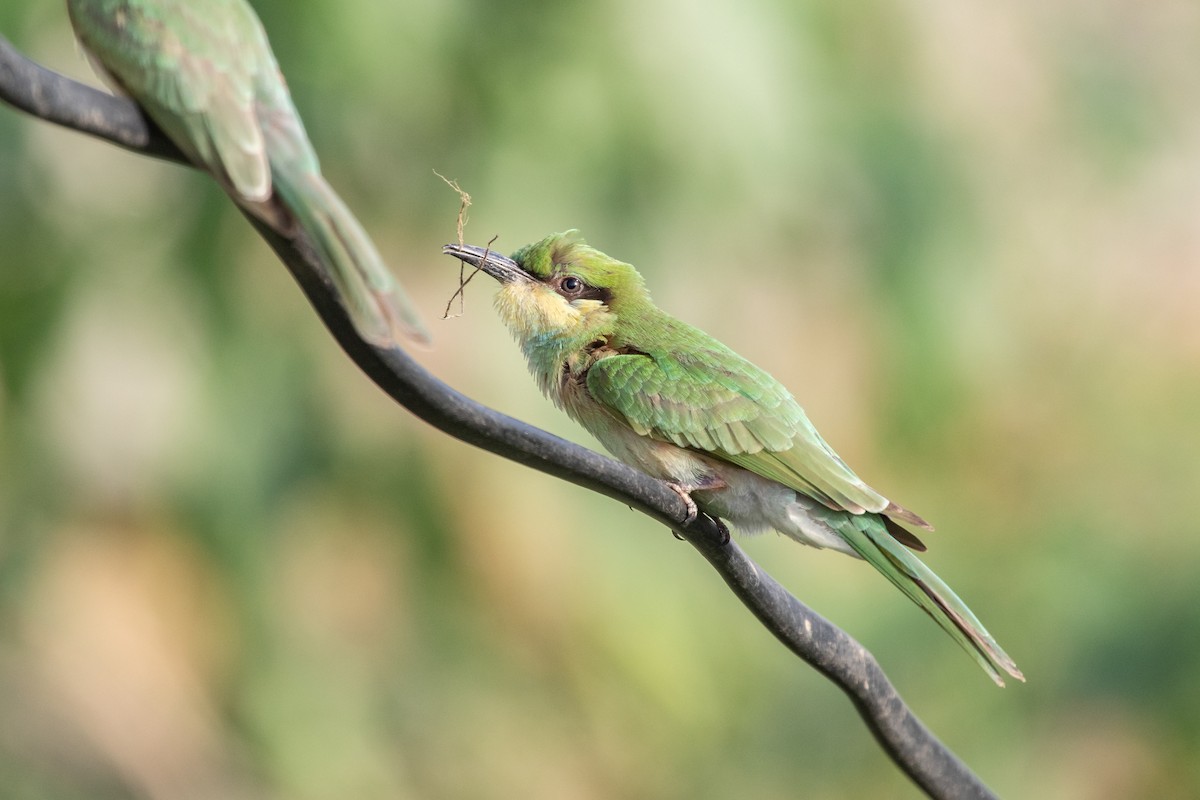 Asian Green Bee-eater - ML470887061