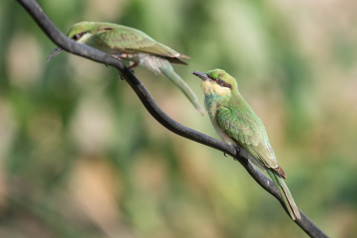 Asian Green Bee-eater - Ramit Singal