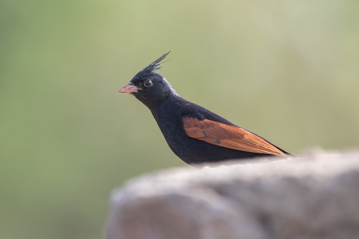 Crested Bunting - ML470887101