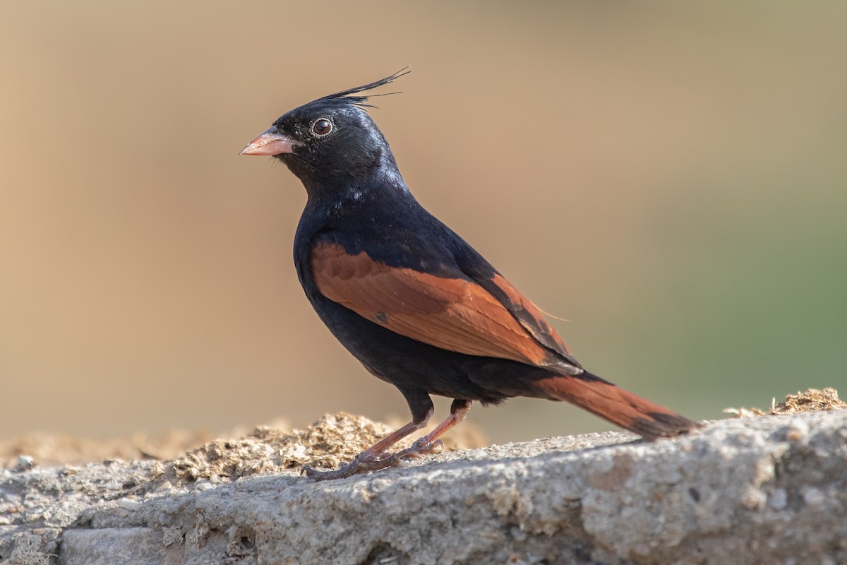 Crested Bunting - ML470887111