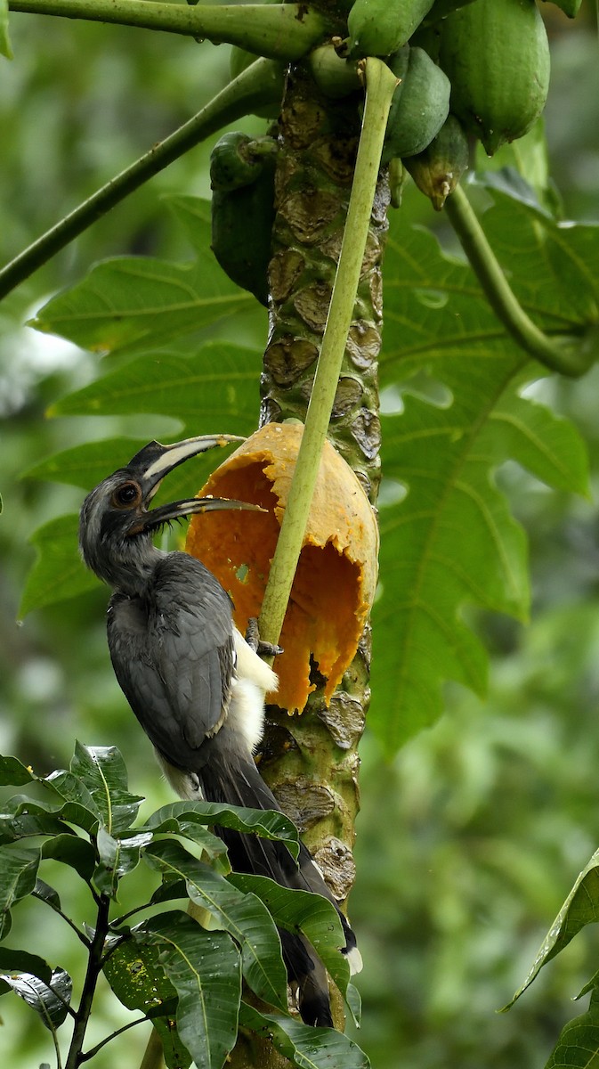 Indian Gray Hornbill - Vikrant Prabhulkar
