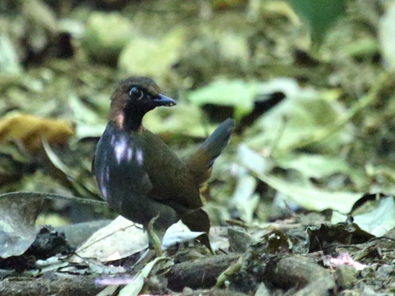 Black-faced Antthrush - Stan Lilley