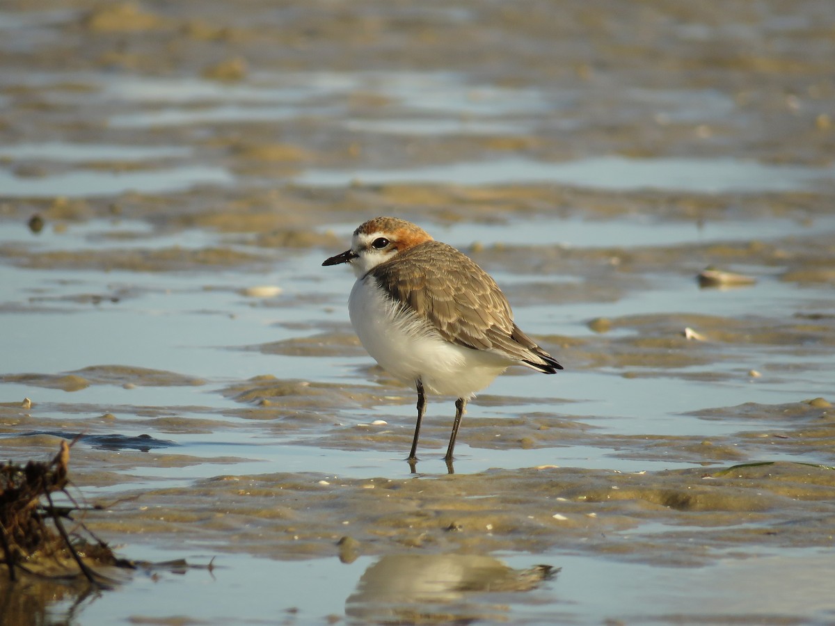 Red-capped Plover - ML470894111