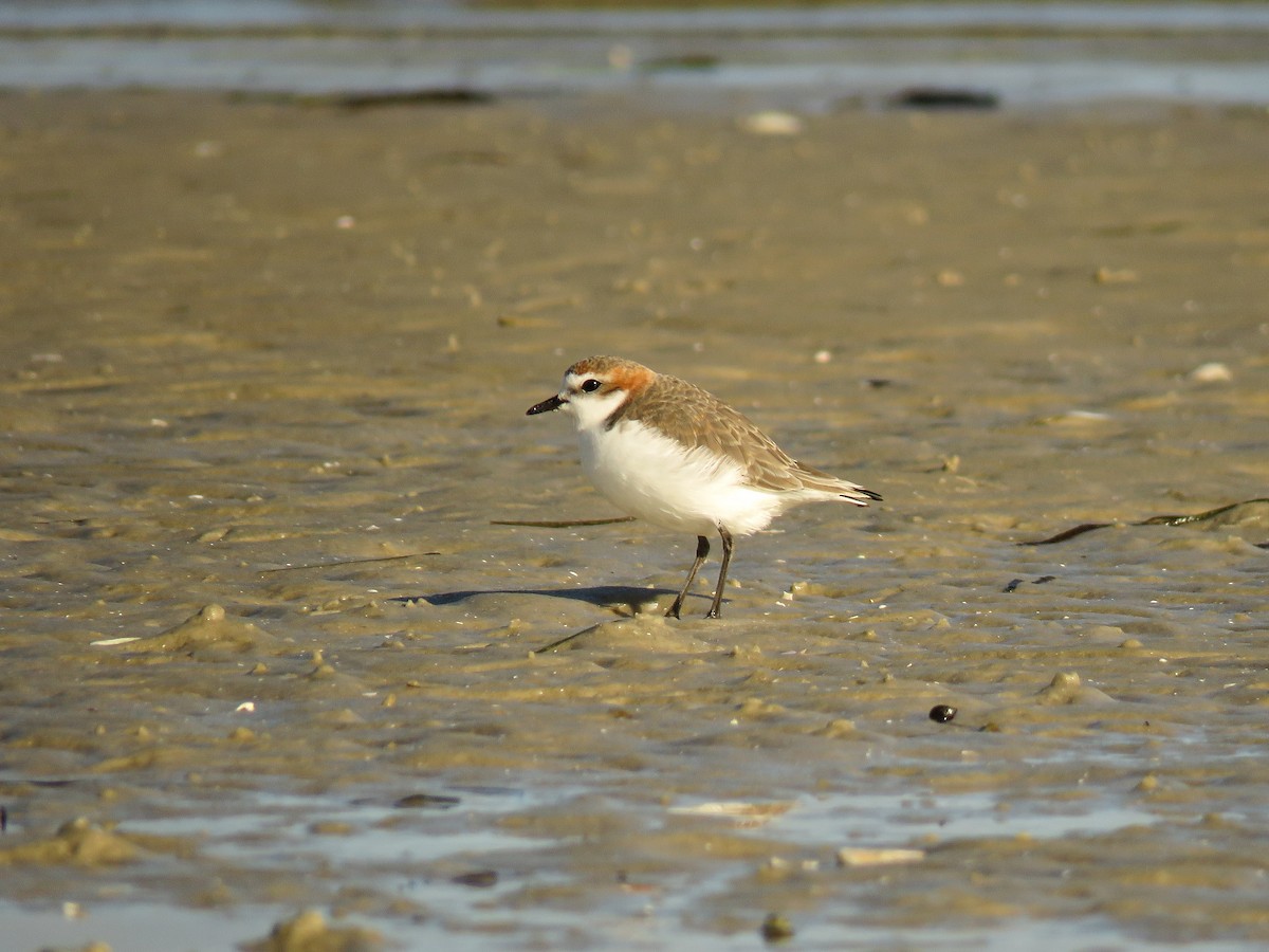 Red-capped Plover - ML470894141