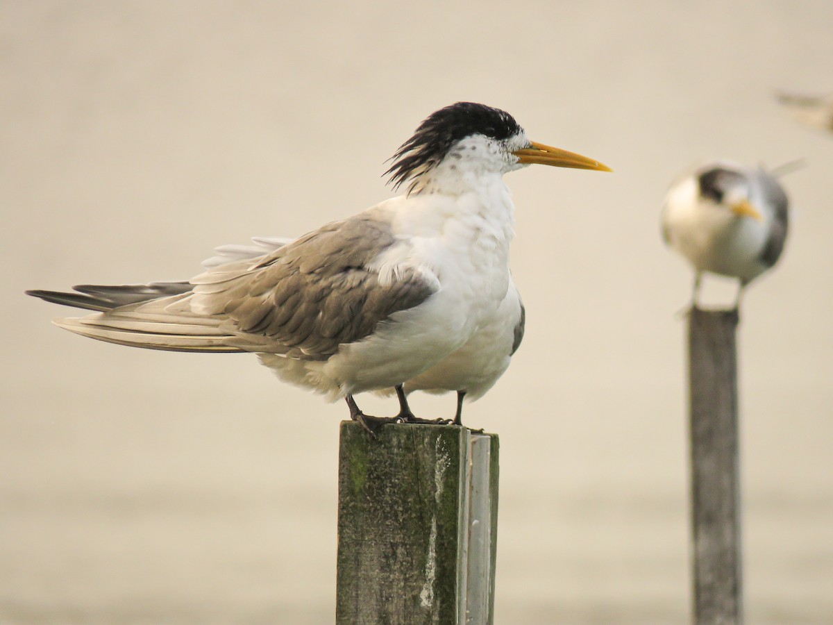 Great Crested Tern - ML470894311