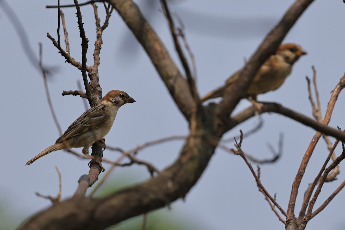 Eurasian Tree Sparrow - ML470899481