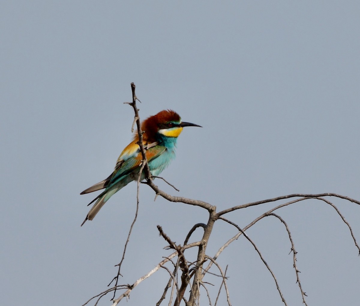 European Bee-eater - ML470902681