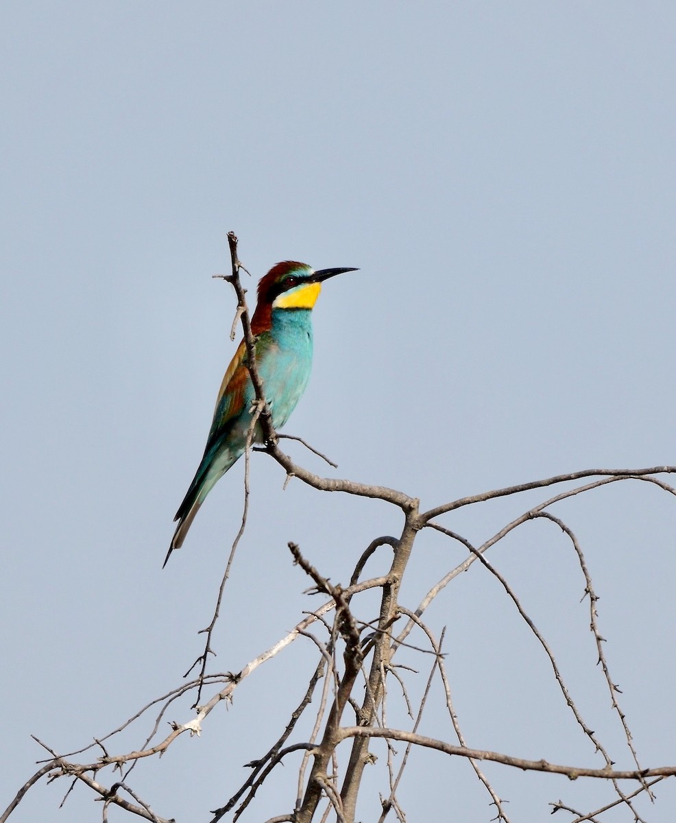 European Bee-eater - Greg Baker
