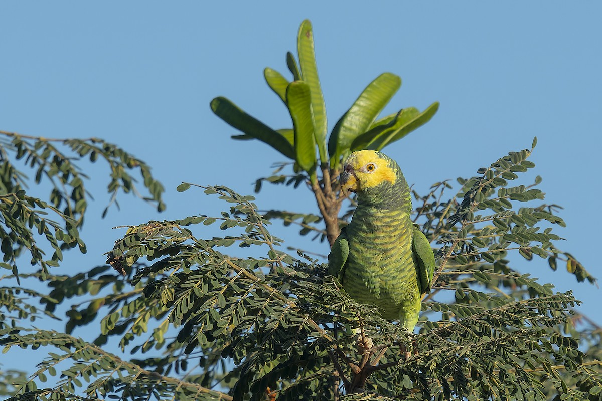 Yellow-faced Parrot - ML470902781