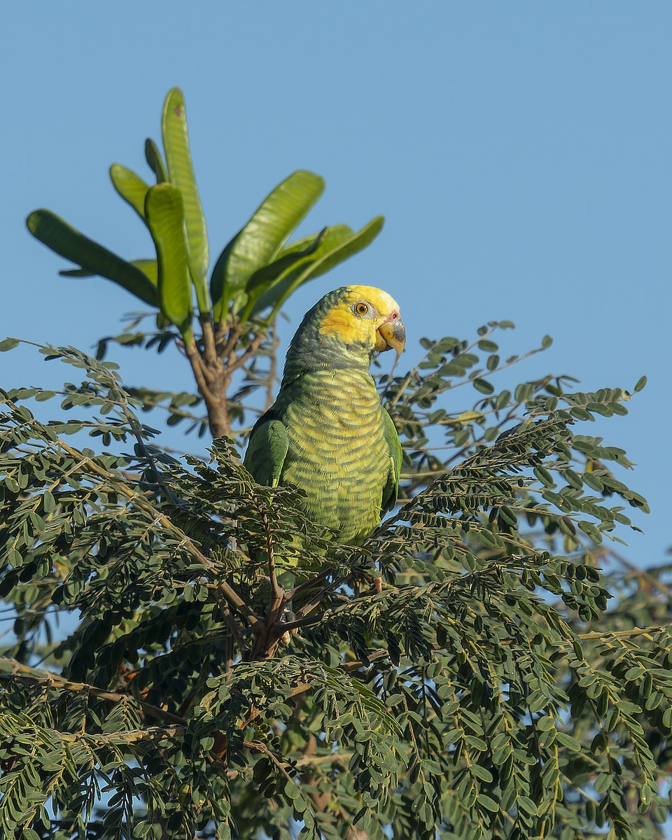 Yellow-faced Parrot - ML470902791