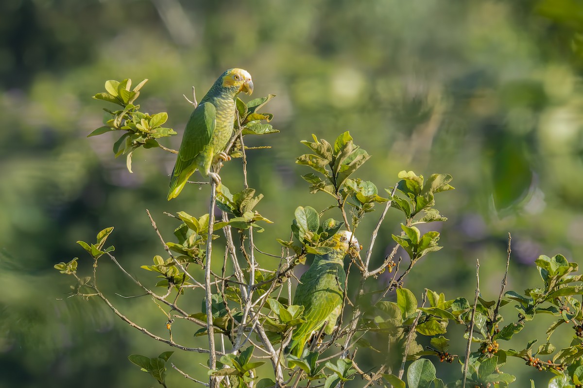 Yellow-faced Parrot - ML470902801