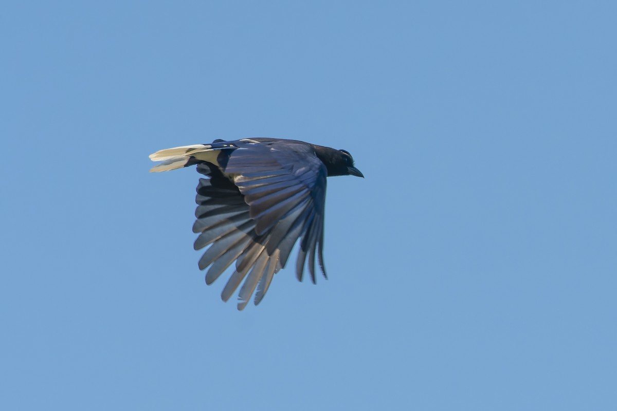 Curl-crested Jay - ML470902911