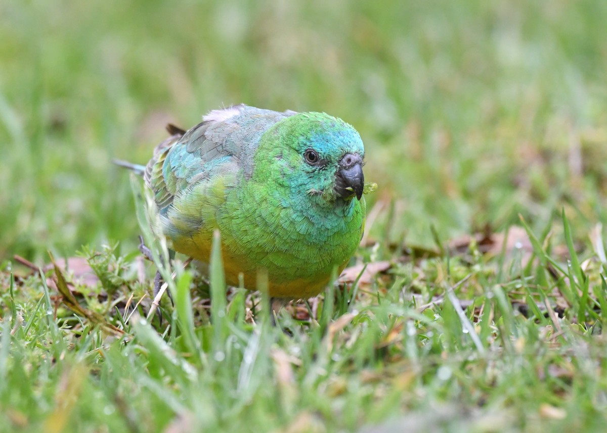 Red-rumped Parrot - ML470905461