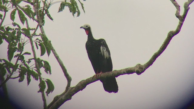 Red-throated Piping-Guan - ML470905991
