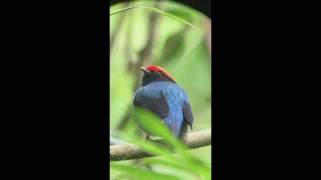 Swallow-tailed Manakin - ML470910391
