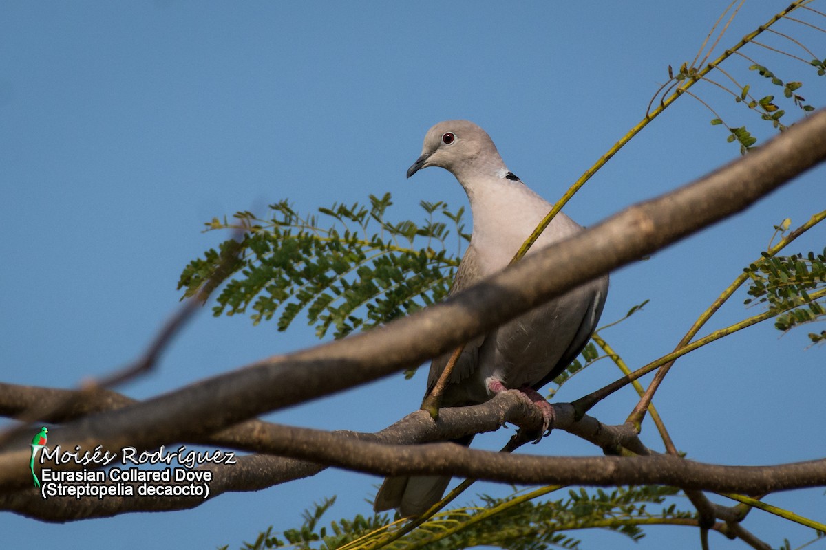 Eurasian Collared-Dove - Moises Rodriguez