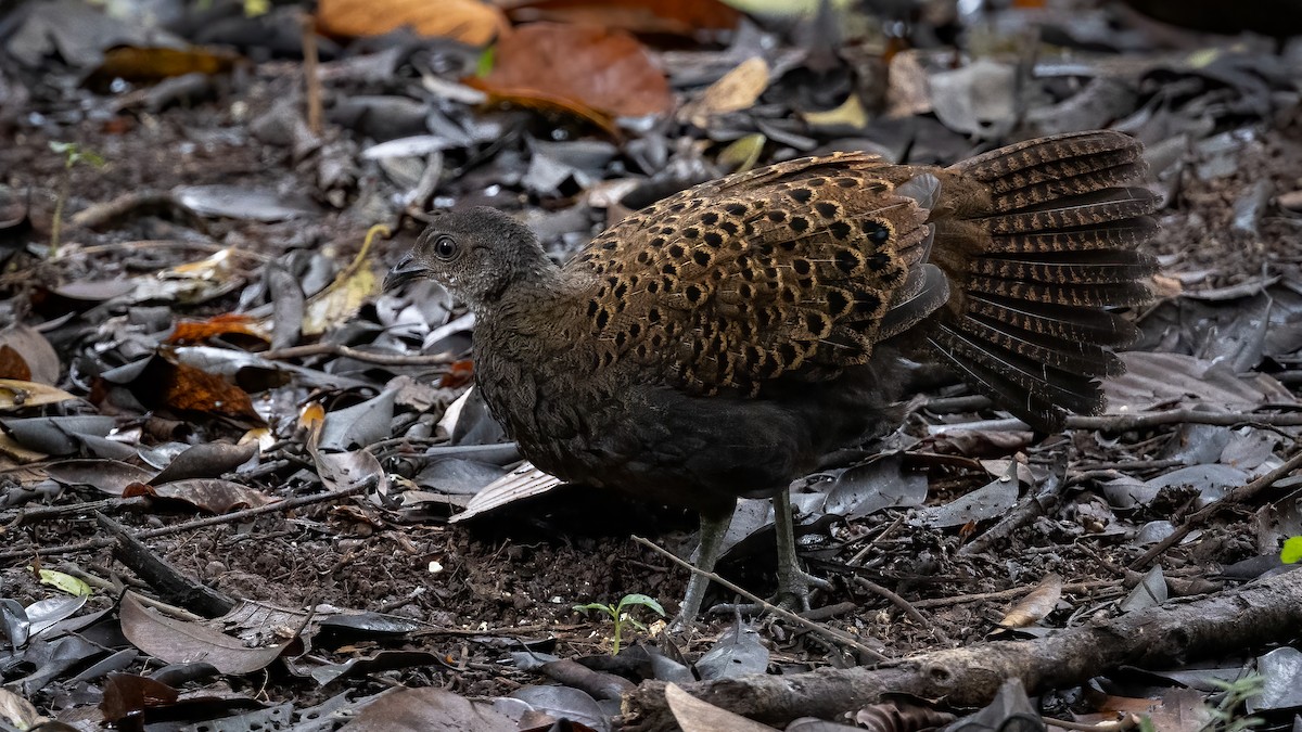 Bornean Peacock-Pheasant - ML470916591