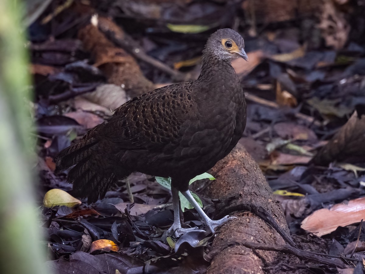 Bornean Peacock-Pheasant - Charmain Ang