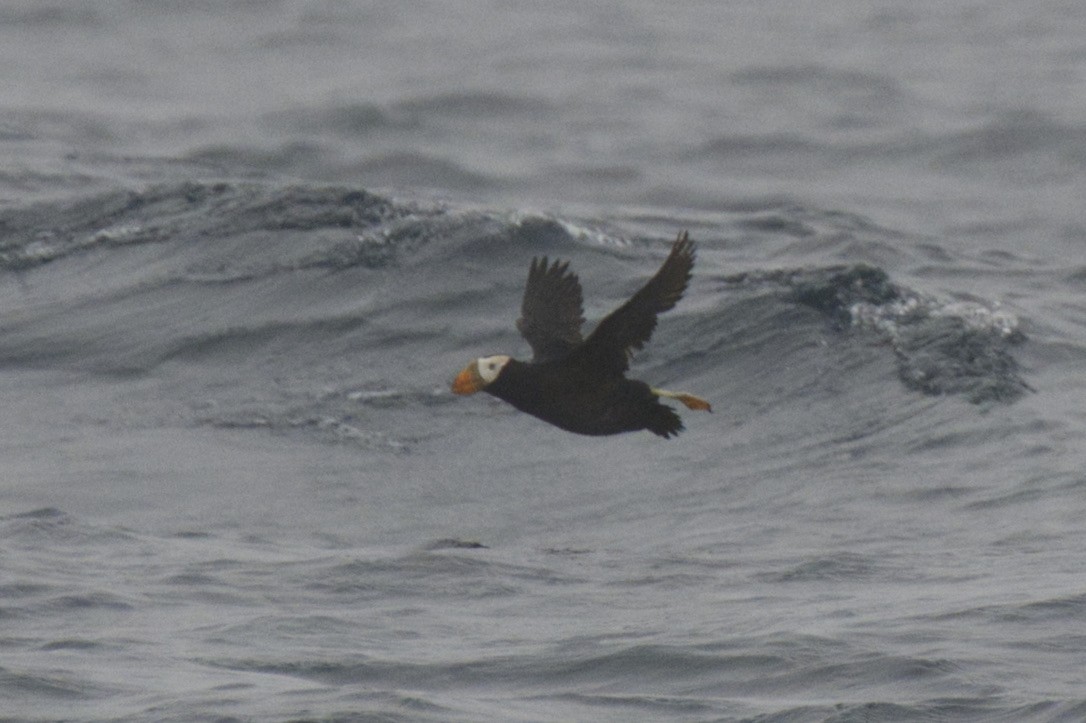 Tufted Puffin - ML470923161
