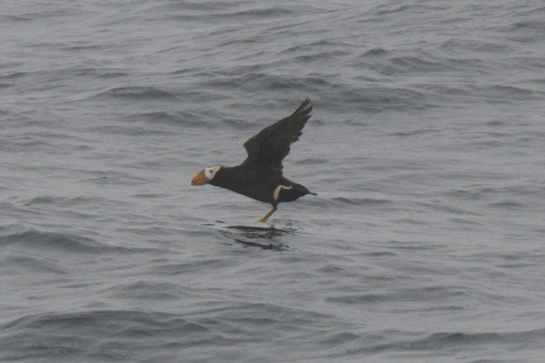 Tufted Puffin - ML470923201