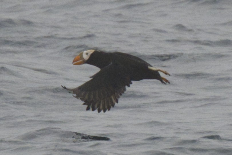 Tufted Puffin - ML470923221
