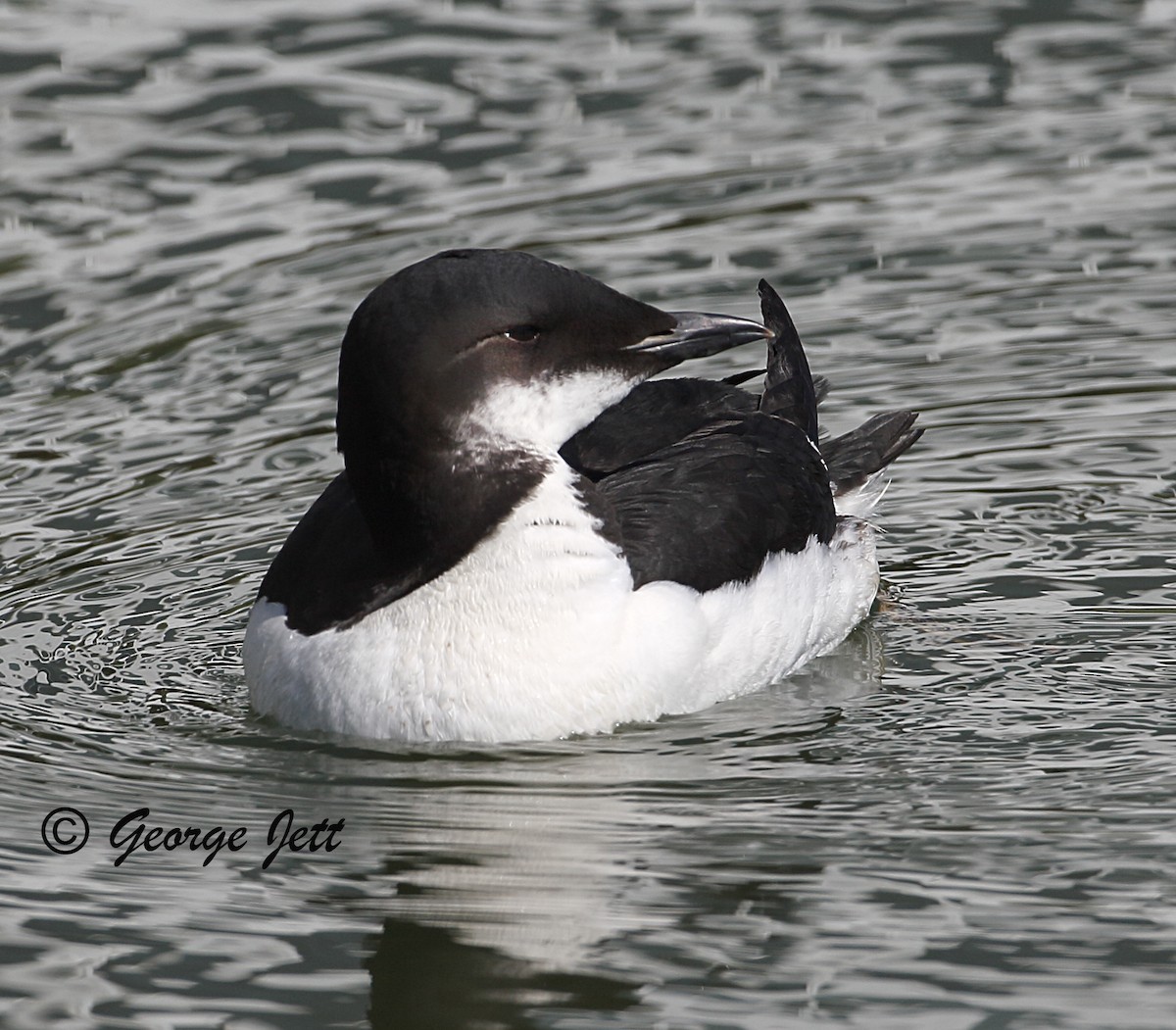 Thick-billed Murre - ML470943811