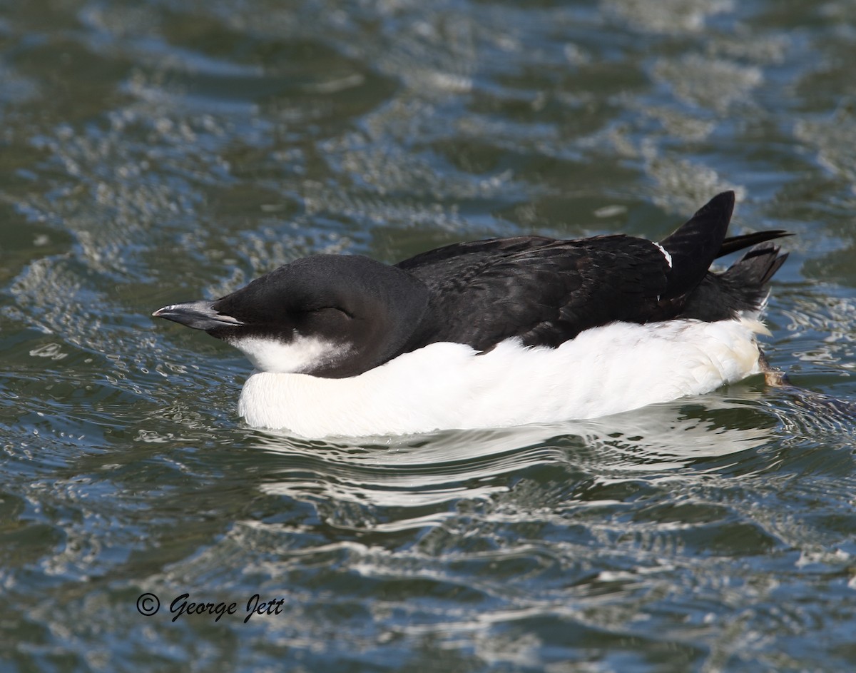 Thick-billed Murre - ML470943941