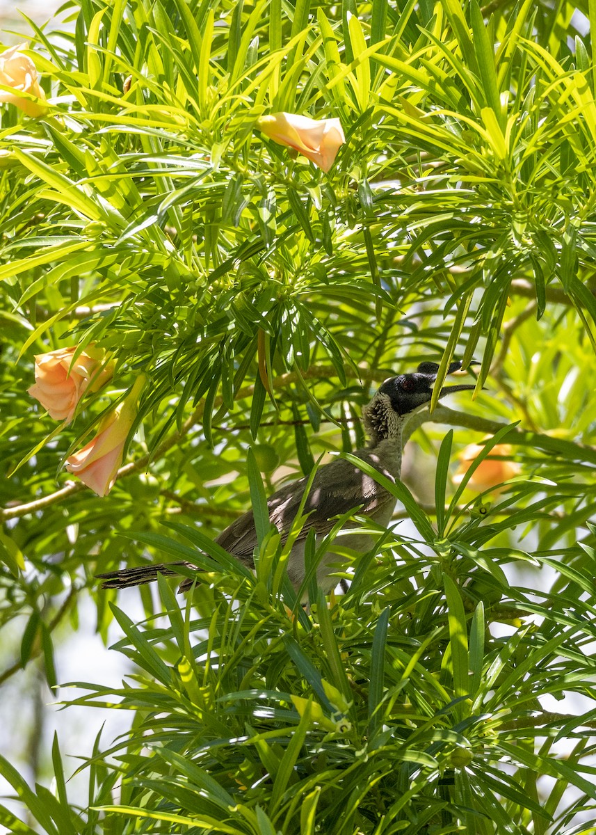 Silver-crowned Friarbird - ML470950601