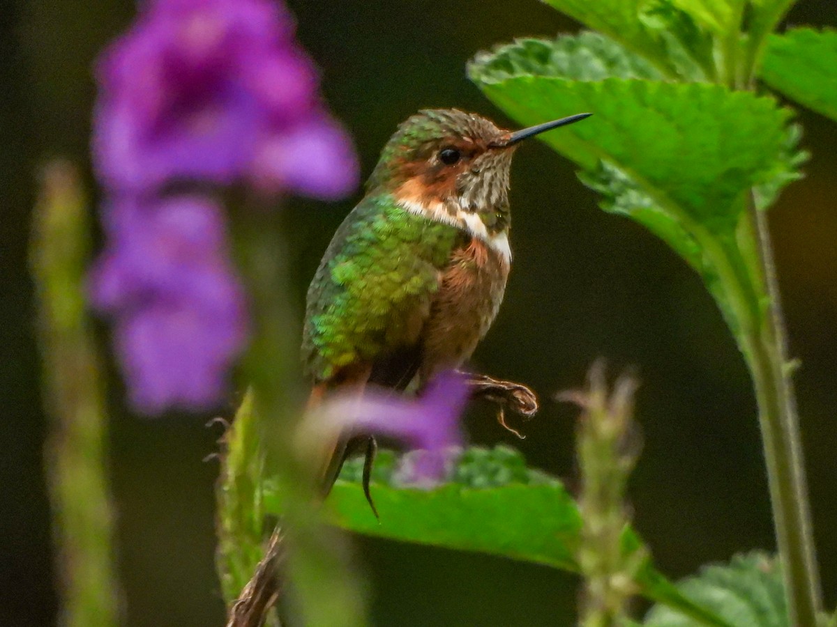 Scintillant Hummingbird - ML470955271