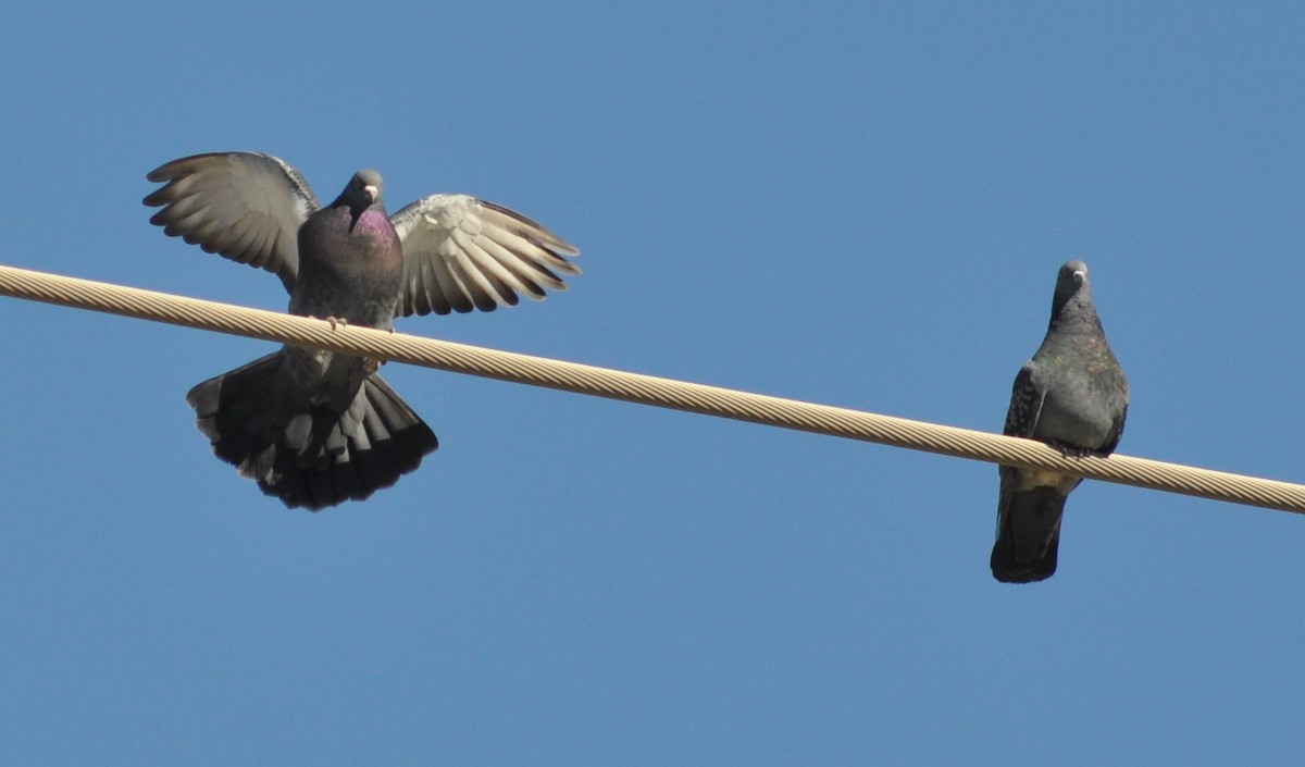 Rock Pigeon (Feral Pigeon) - ML47095831