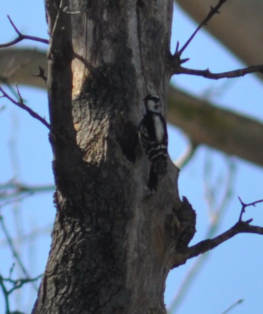 Downy Woodpecker - ML47095981