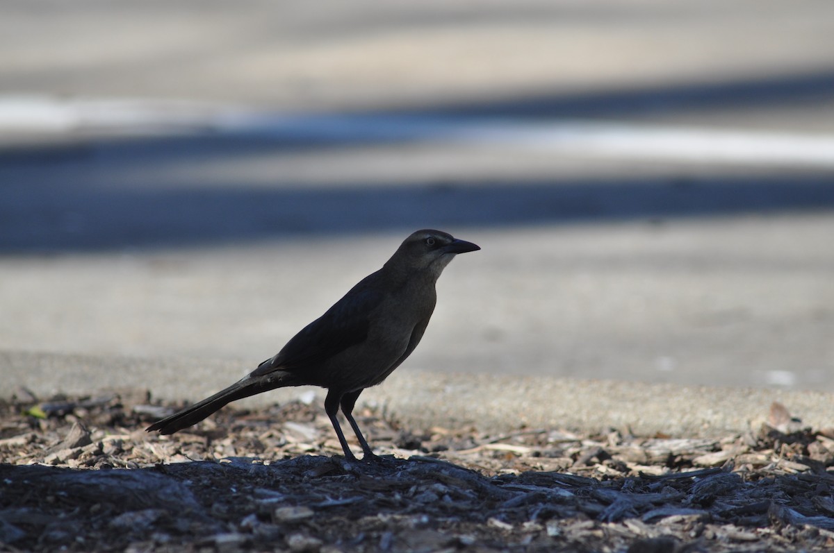 Great-tailed Grackle - ML47096421