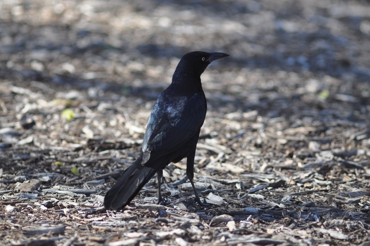 Great-tailed Grackle - ML47096431